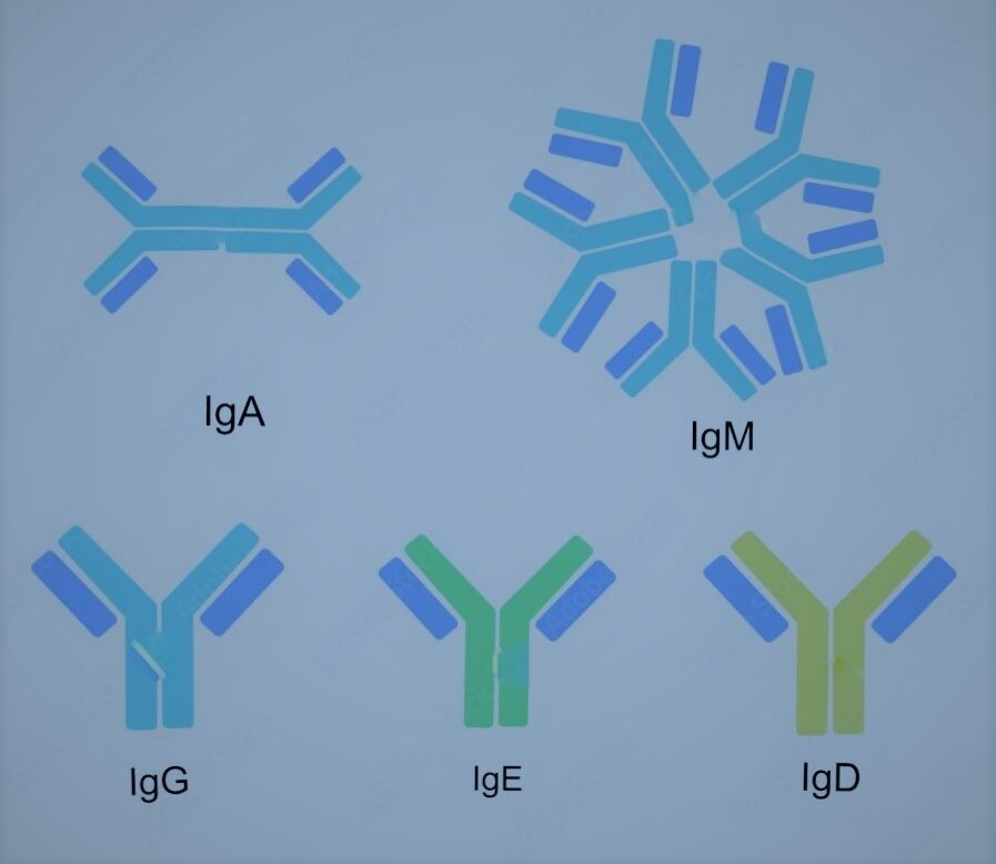 immunoglobulin-structure-and-function-now-made-elaborate-the-immune