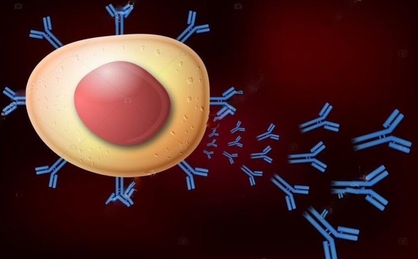The Immune System Explainer Immuno Studies World